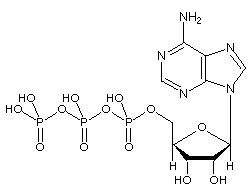 The ATP Molecule -Chemical and Physical Properties