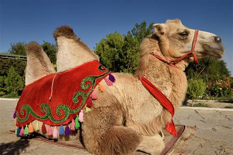 Bactrian camel with decorative saddle for rides at Hodja Ahmed Y Photograph by Reimar Gaertner ...