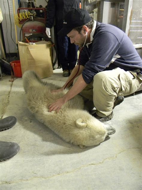 New polar bears settling into Assiniboine Park Zoo - Winnipeg ...