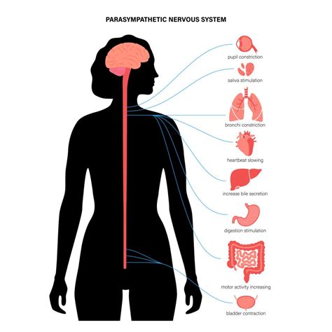 What Does The Parasympathetic Nervous System Do?