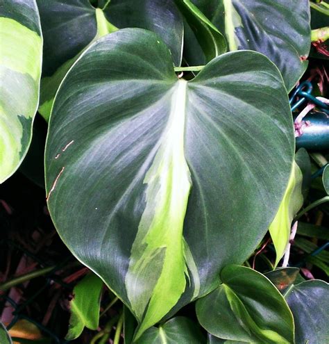 Philodendron (Philodendron hederaceum var. oxycardium 'Brasil') in the Philodendrons Database ...