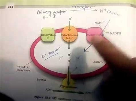 Define chemiosmotic hypothesis with the help of a diagram. - Brainly.in