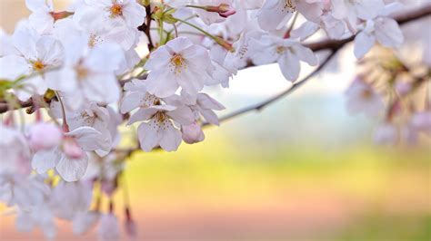 Cherry Blossom Backgrounds | PixelsTalk.Net