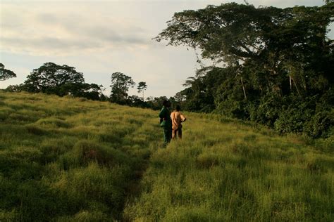 Dja Faunal Reserve, Cameroon