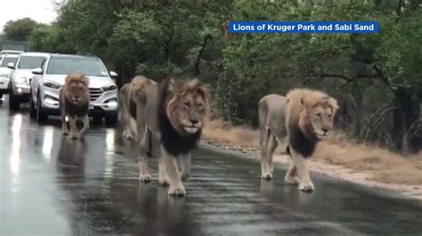 VIDEO: 4 male lions take a stroll on South Africa road causing major ...