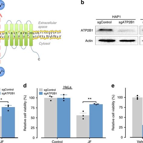 (PDF) Molecular dissection of box jellyfish venom cytotoxicity ...