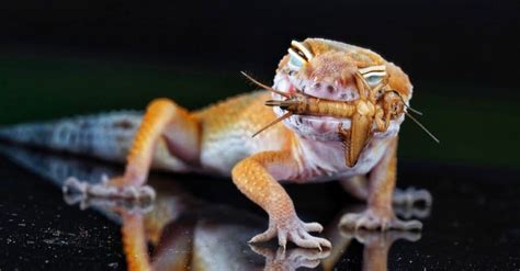 What Do Geckos Eat? 15 Foods in their Diet! - AZ Animals