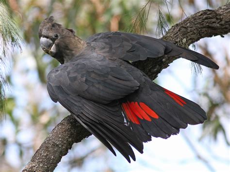 Glossy Black-Cockatoo - eBird Australia