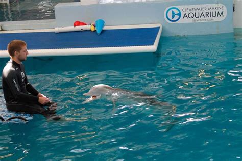 Why You Should Visit The Clearwater Marine Aquarium