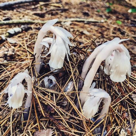 Does Ghost Pipe Grow In Ohio? [Tips To Grow This Rare Plant!]