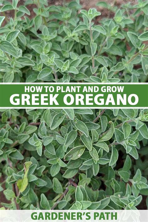 How to Plant and Grow Greek Oregano | Gardener’s Path