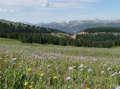 colorado_wildflower_fields_album