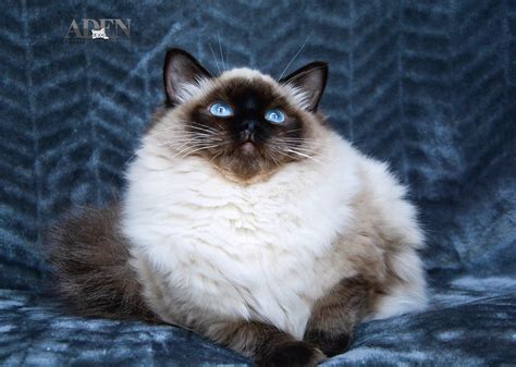 Registered Ragdoll breeders Ontario – Our Ragdoll Cats