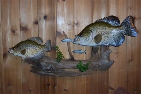 Crappie mount | Fish mounts, Fish art, Fishing lures display