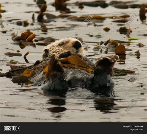 California Sea Otter ( Image & Photo (Free Trial) | Bigstock