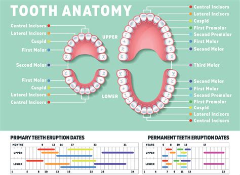 How many teeth do humans have? Kids v adult teeth. | Mouthpower.org