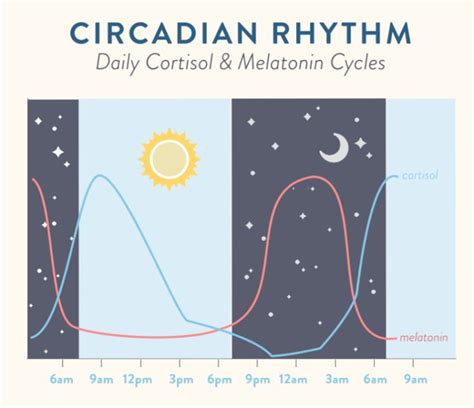 Regulating Circadian Rhythm (and why that's important) | Circadian rhythm, Better sleep, What is ...