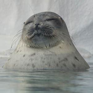 Endangered Earth: Arctic Seals Get History's Biggest Proposed Habitat ...