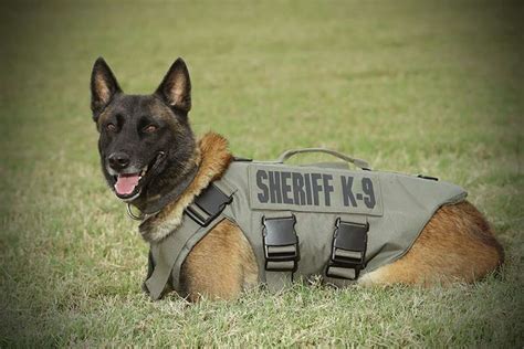BCSO's K-9 patrols now have bullet-proof, stab-proof vests