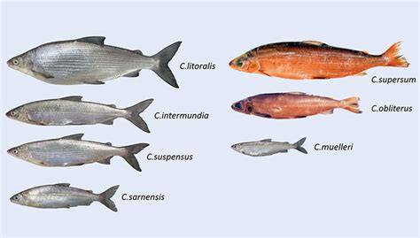 Seven new species of whitefish described in C | EurekAlert!