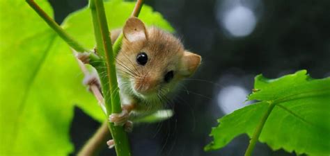 Dormouse Spiritual Meaning, Symbolism, and Totem (2022)