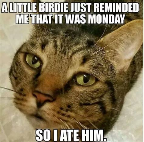 This kitty has found a typical cat way of dealing with the Monday blues. | Animal memes, Cats ...