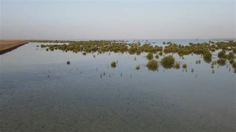 Sea Beach Mangroves Trees Shrubs Stock Footage Video (100% Royalty-free ...