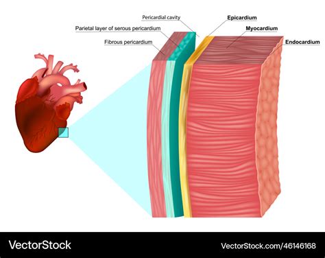 Layers of the heart wall anatomy myocardium Vector Image