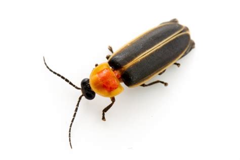 Firefly.org | Firefly & Lightning Bug Facts, Pictures, Information