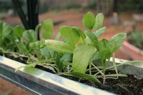 How to Grow a Greenhouse Vegetable Garden - One Hundred Dollars a Month