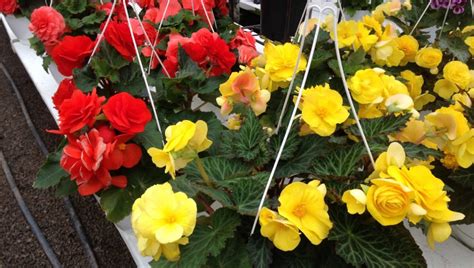 Tuberous Begonia hangning baskets – Whiteford Greenhouse Open Daily! 4554 Whiteford Rd. Toledo ...