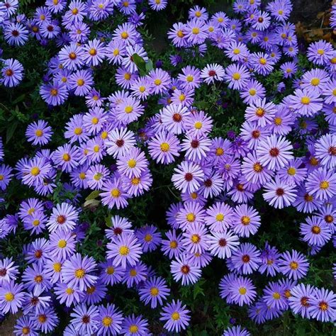 Aster flower meaning • Discover the true meanings of this beautiful flower