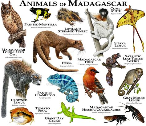 Madagascar animals, Unusual animals, Rainforest animals