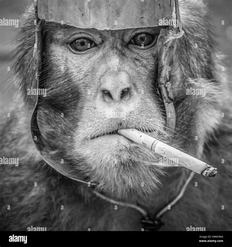 Smoking Monkey Meme