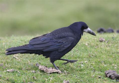 Rook (Bird) from British Gardens. They are related to the crows, ravens, jays, magpies and ...