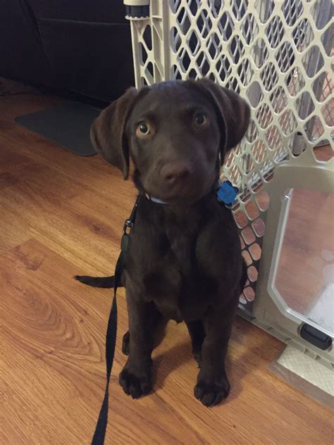 4 Month old Puppy | Chocolate lab puppies, Lab puppy, Puppies