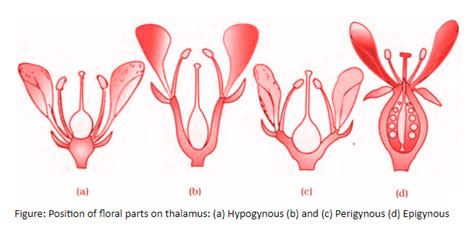 Define hypogynous, perigynous, and epigynous flowers.