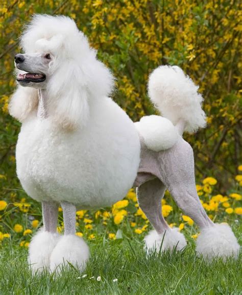 Which Poodle Haircut is the Best? - K9 Web