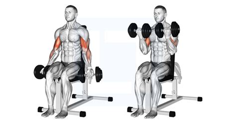 Dumbbell Seated Bicep Curl - Guide, Benefits, and Form