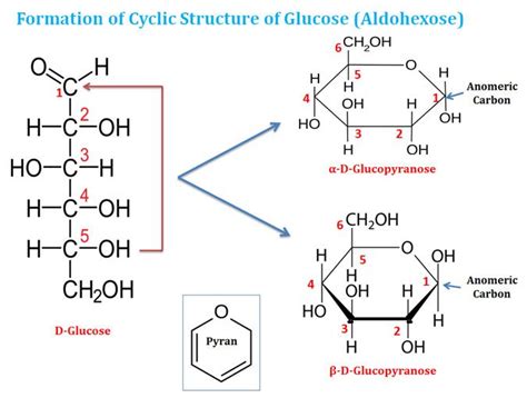 glucose cyclic structure | Teaching chemistry, Chemistry lecture ...