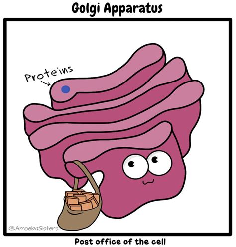 It's Golgi. Golgi Apparatus. GIF by The Amoeba Sisters. | Biology classroom, Science cells ...