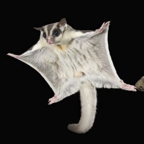 Sugar Glider in full flight | Australian animals, Sugar glider, Cute ...