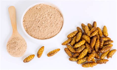 Scientists determine nutritional properties of protein in insects ...