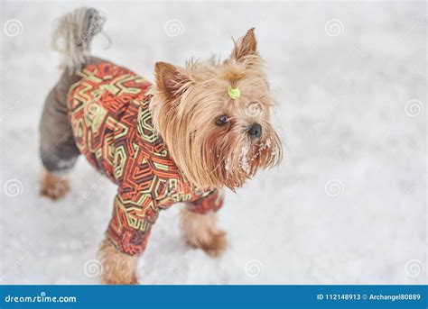 Cute Dog in a Suit in the Snow Stock Image - Image of outside, holiday ...