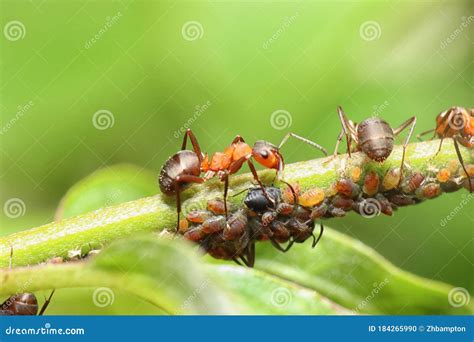 Ants and aphids stock photo. Image of critters, crawling - 184265990