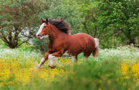 Clydesdale Horse Breed: Facts & Characteristics • Horsezz