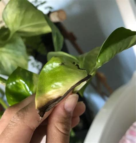 How To Revive A Dying Pothos Plant? Complete Guide