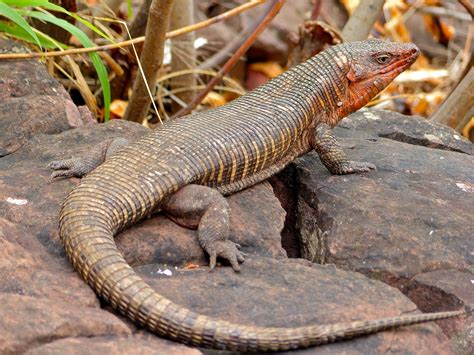 African Reptiles List, Pictures & Facts: Amazing Reptiles Of Africa