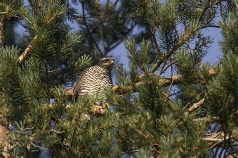 Eurasian Sparrowhawk | Greek Nature Encyclopedia