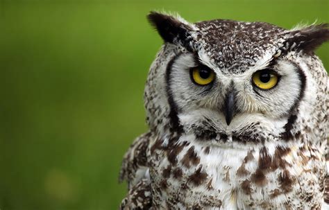 Where Do Great Horned Owls Live – Great Horned Owl Habitat - Great ...